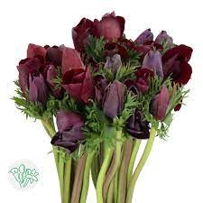 Anemone Wine Red holex