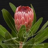 PROTEA ivy pk holex(St)
