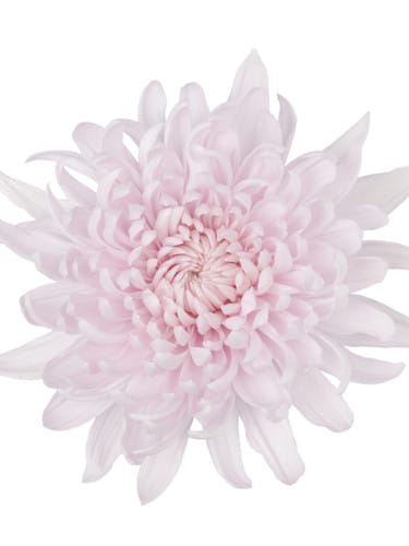 Mum Cremon Yerevan Lt Pk gdn