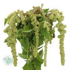 Amaranthus Green Spider holl