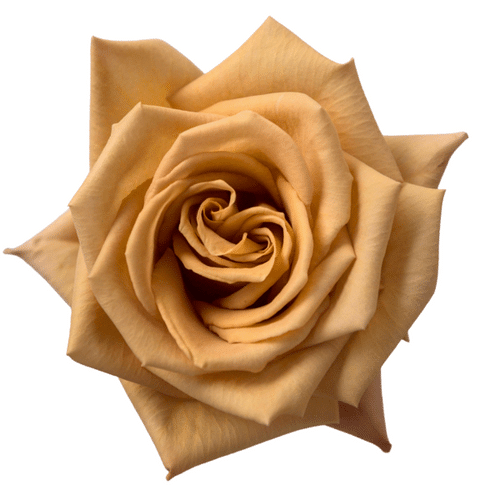 61763744-83ee-4314-accb-848284e76c63.png Rose Toffee 60cm Rprima - Image 1