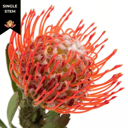 Pins Tango bella(STEM)