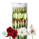 Amarylis Christmas Mix(18case) - Image 2