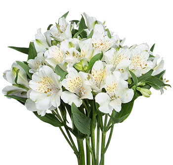 Alstro. Fugi mia white