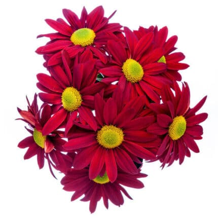Pom Daisy Rebasco gdns