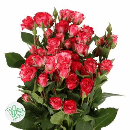 RoseSpray Peppermint holl