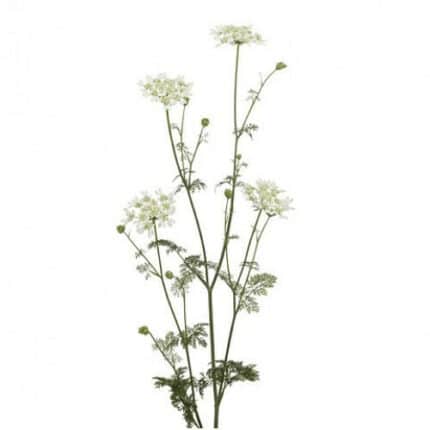 Lace Orlaya NorCal