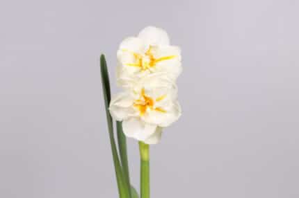 Daffodil SirWinston holl