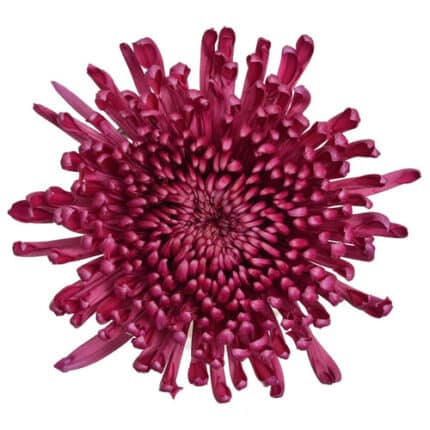 Mum Delistar Nexus Purple tril