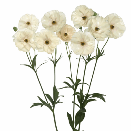 Ranunculus Butterfly White hol