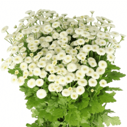Matricaria White groot