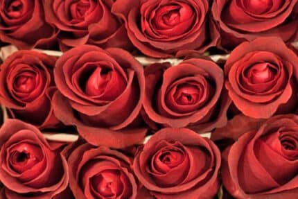 Rose Matilda 60cm rfi