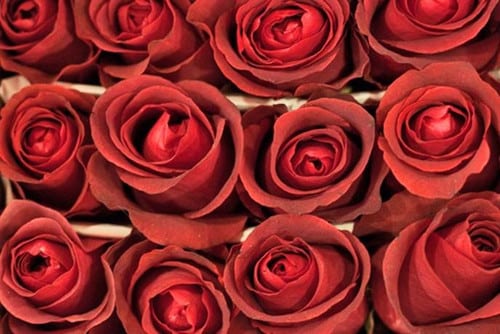 620c79c6-ec4e-4810-915e-7c3f9d125f68.jpg Rose Matilda 60cm rfi - Image 1