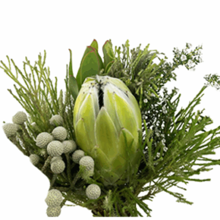 Bouquet Sgl White Protea holex