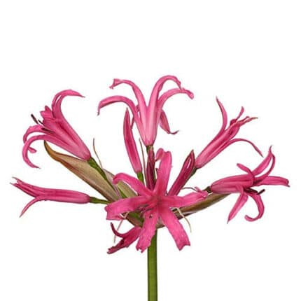 Nerine HotPink f.c.