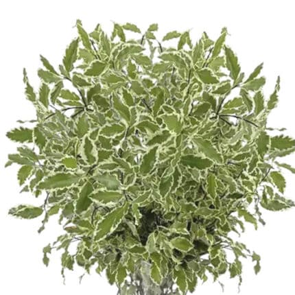 Pittosporum Silver Queen holl