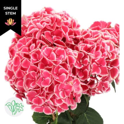 Hydrangea My Beautiful Rio hol