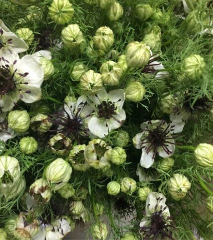 Nigella Chocolate w/blk eye ca