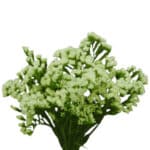 Statice Carnival Green vallefl