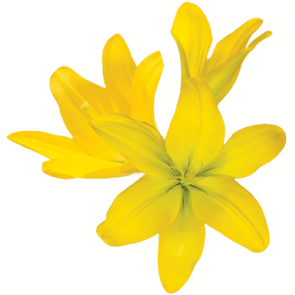 Lily LA Yellow canada