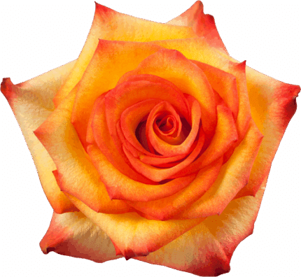 Rose High&Magic 40cm rfi