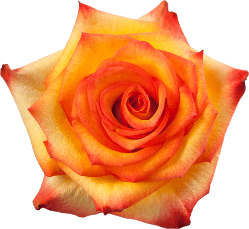 623f976f-1d5e-412f-b210-d2c731671399.png Rose High&Magic 40cm rfi - Image 1