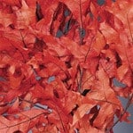 Leaves Persimmon Oak 1lb.