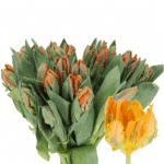 Tulip Org Yellow Parrot holl - Image 2