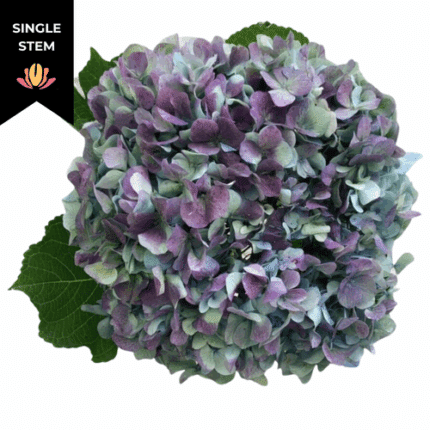 Hydrangea Hulk bella