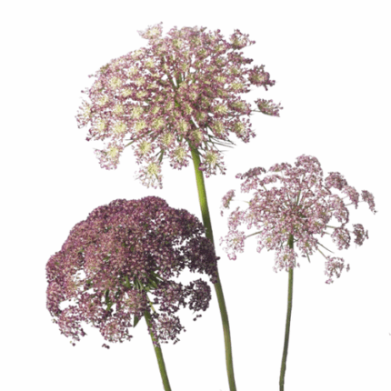 Lace Pink fisher - LAC PINK J F