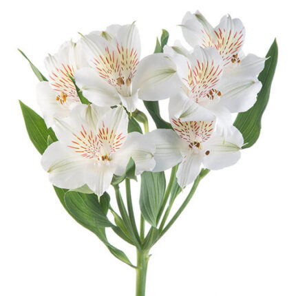 Alstro White rio supsel