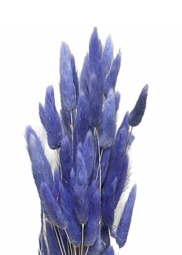 Lagurus Purple holl
