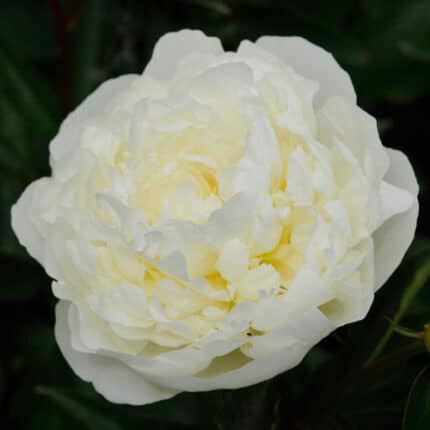 Peony Bar Schroeder holl