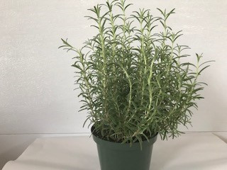 6" POTTED ROSEMARY