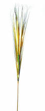 Ch GRASS Gold Onion dz #3507