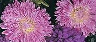 Aster matsu sea star pk