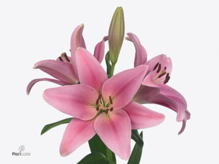 Lily La Boardwalk holl pk