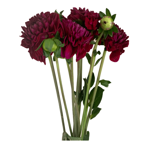 62979032-d709-4f0b-88fd-e9c100acf6dd.png Dahlia Maroon fresca(5st) - Image 1
