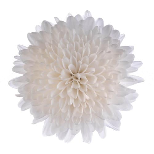 629abee6-7f2b-4ad7-95ce-4c6c259f776d.jpg Mum Cremon Gagarin florisol - Image 1