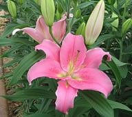 Striker lily utopia s.v.(5)