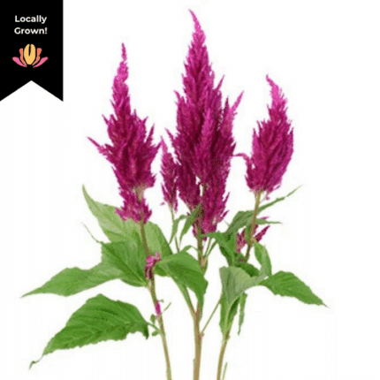 Celosia Fuchsia hendricks