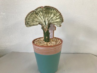 5" CORAL CACTI IN CERAMIC