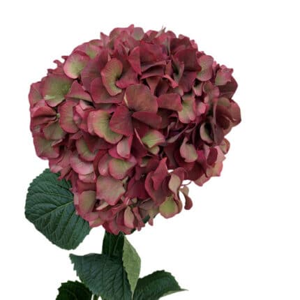 Hydrangea Ruby Red holl(STEM)