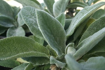Lambs Ear cramer