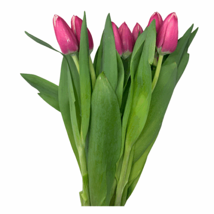 Tulip Hot Pink Creme holl
