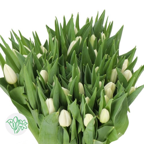 62d45c74-20ec-4c5d-8035-00306ab8d37f.jpg Tulip Snowmen holl - Image 1