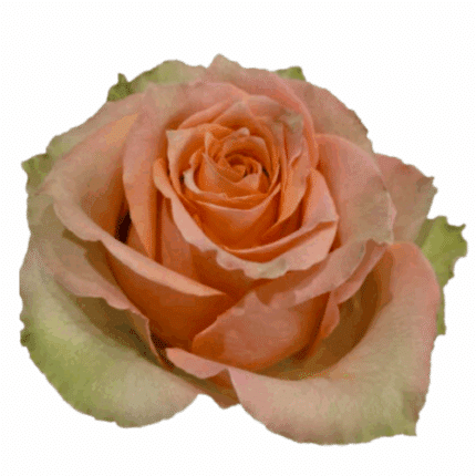 Rose Sandy Caramel Macc 50