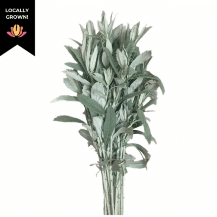 Silver king  cramer