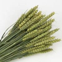 Wheat GreenBearded mccreight