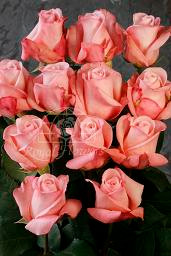 Blush 40 florisma